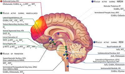 Differential Function of Melatonin MT1 and MT2 Receptors in REM and NREM Sleep